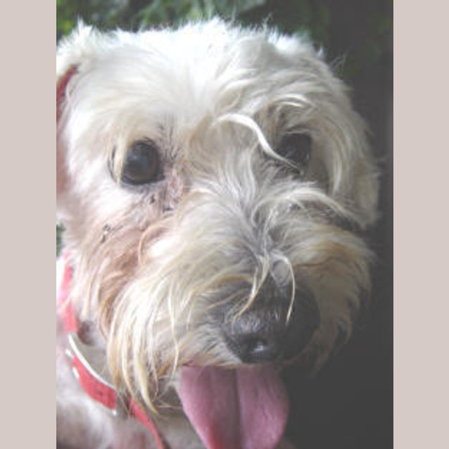 Photo of Angus