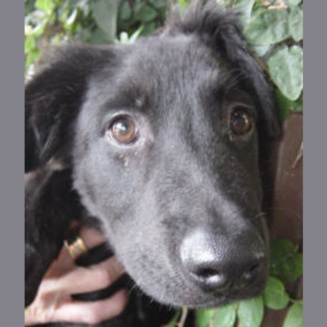 Photo of Diesel