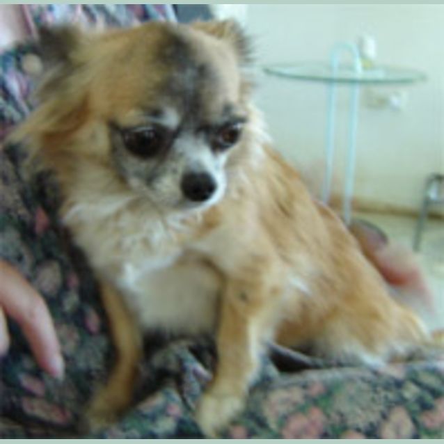 Photo of Sweetie