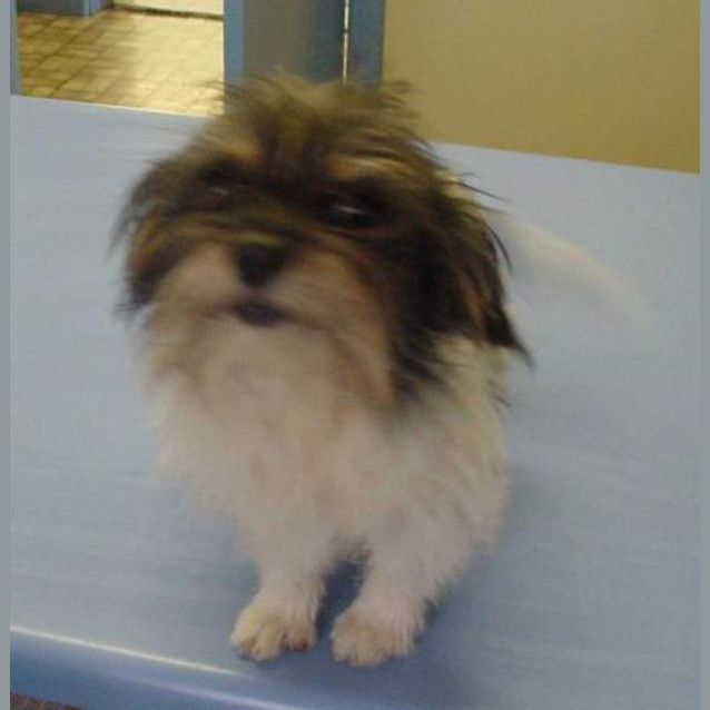 Photo of Scruffy