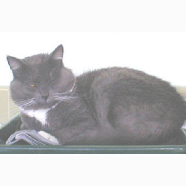 Photo of Moe