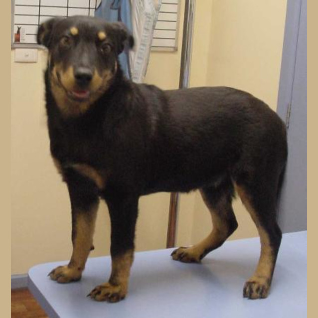 Photo of Black Jack