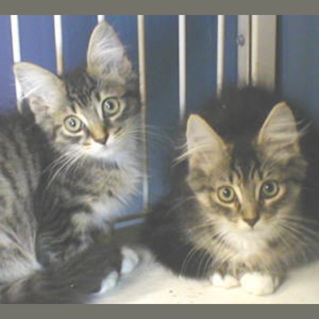Photo of Sage(left)