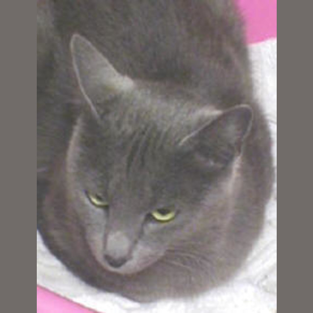 Photo of Gypsy
