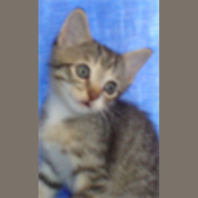 Photo of Marula