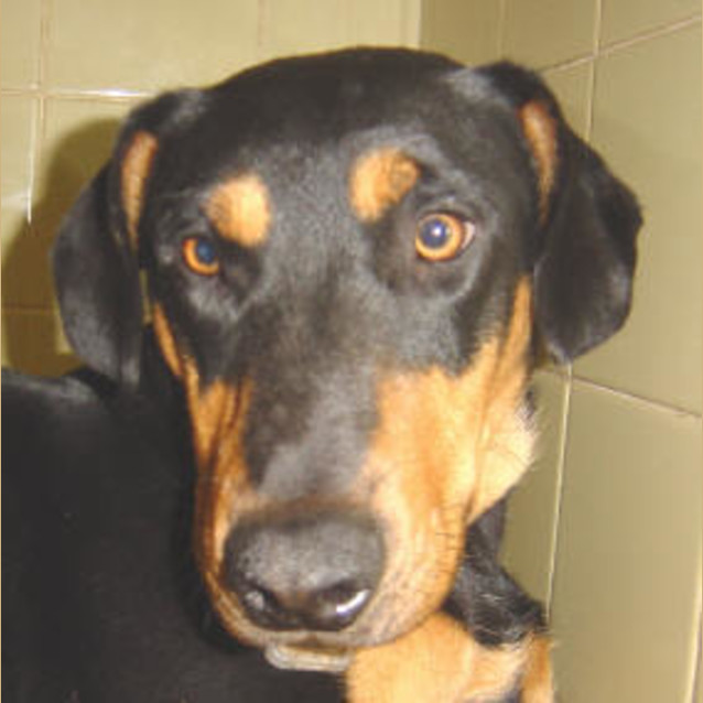 Photo of Elvis