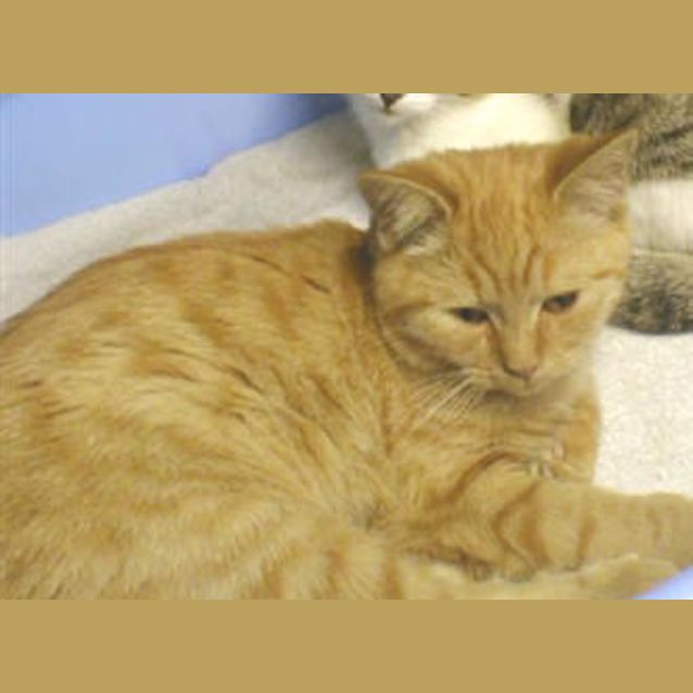 Photo of Maple