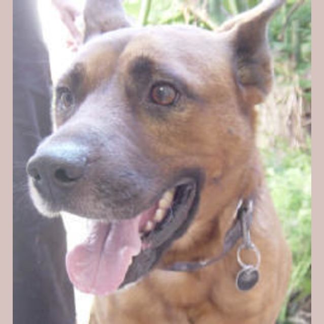 Photo of Chief
