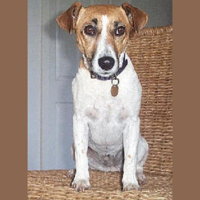 Photo of Honey