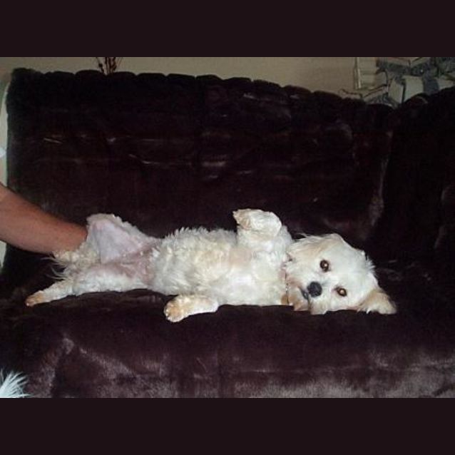Photo of Misty