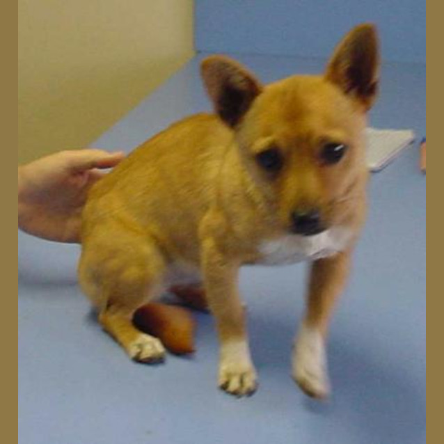 Photo of Gidget