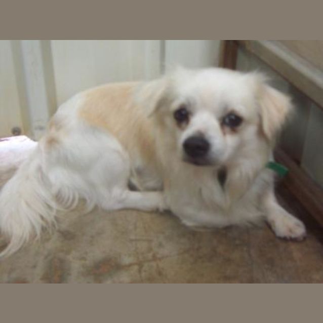 Photo of Mr Tibbs, Tibetan Spaniel