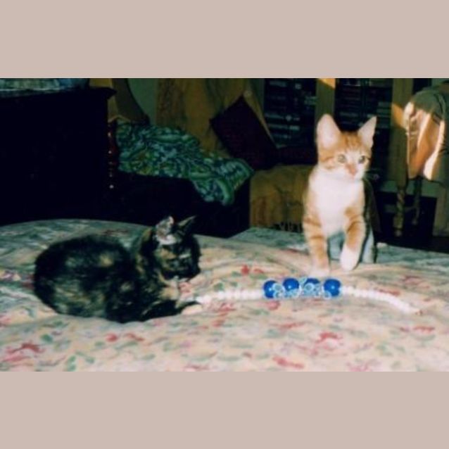 Photo of Maggie, Sweet Little Tortoiseshell Kitten