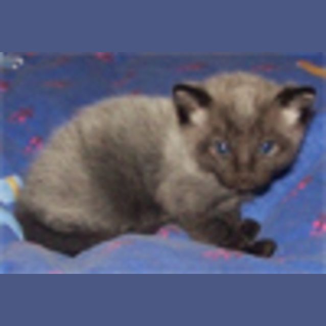 Photo of Salem