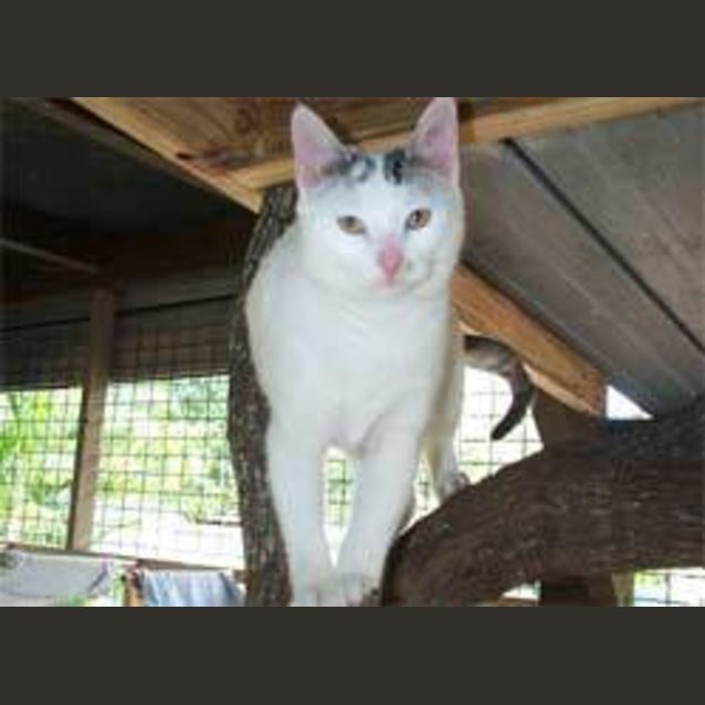 Photo of Patch