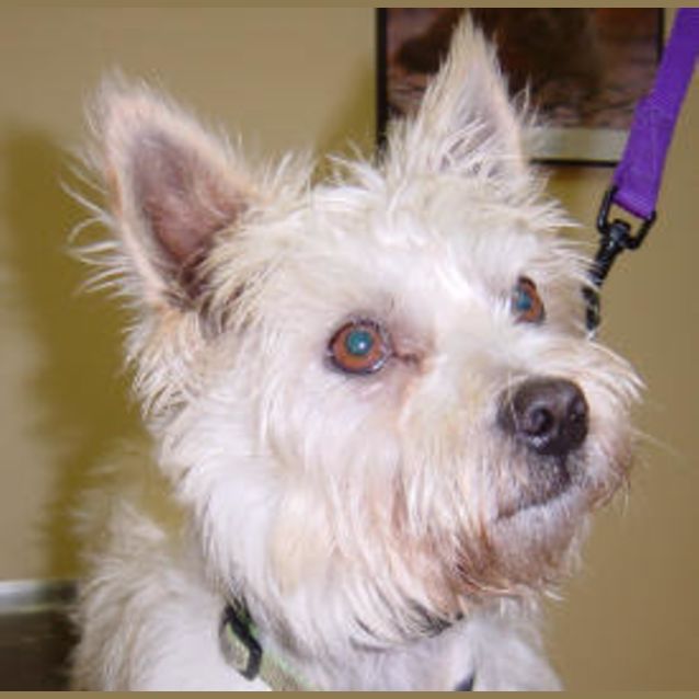 Photo of Snowy