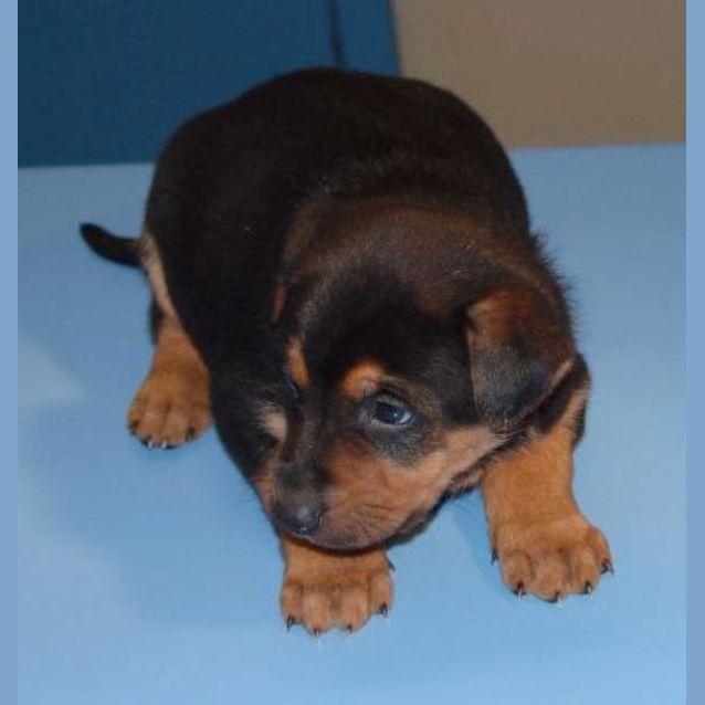 Photo of Shep 4