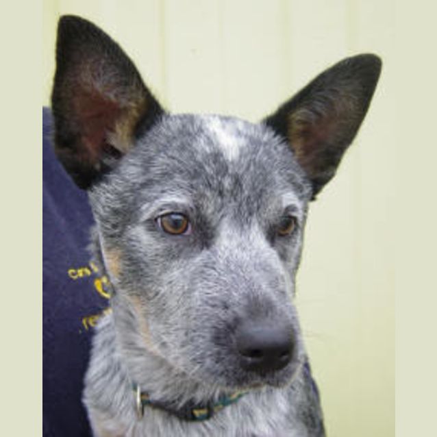 Photo of Buddy
