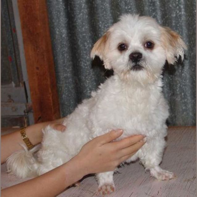 Photo of Benji
