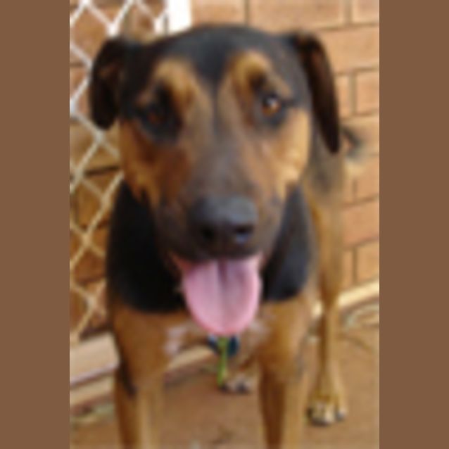 Photo of Diesel