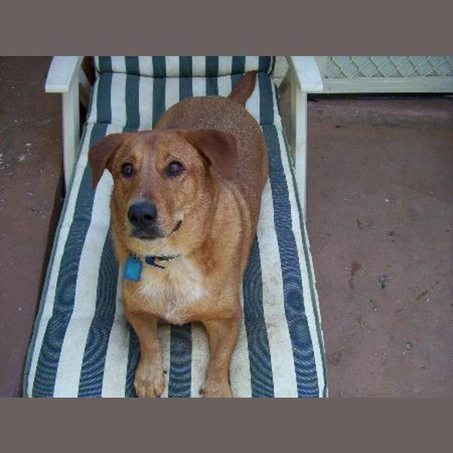 Photo of Harry, Corgi X Basset   Great Family Dog 