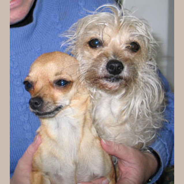Photo of Angelina (Right) & Piccolo
