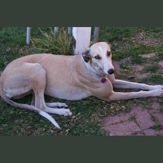 Photo of Creamie