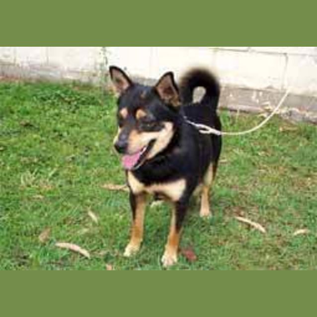 Photo of Rastus