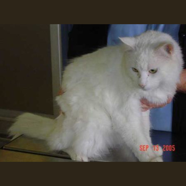 Photo of Ice