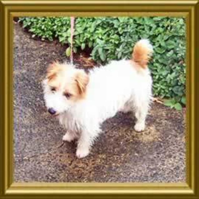 Photo of Oscar
