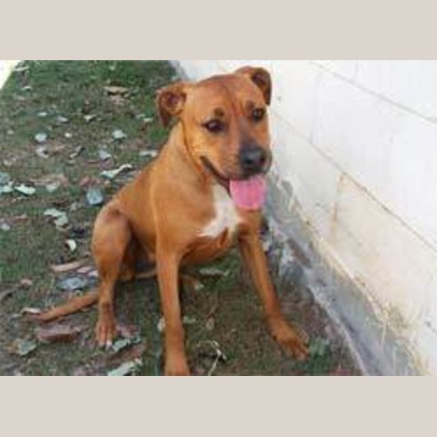 Photo of Sheba