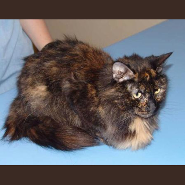 Photo of Tassle