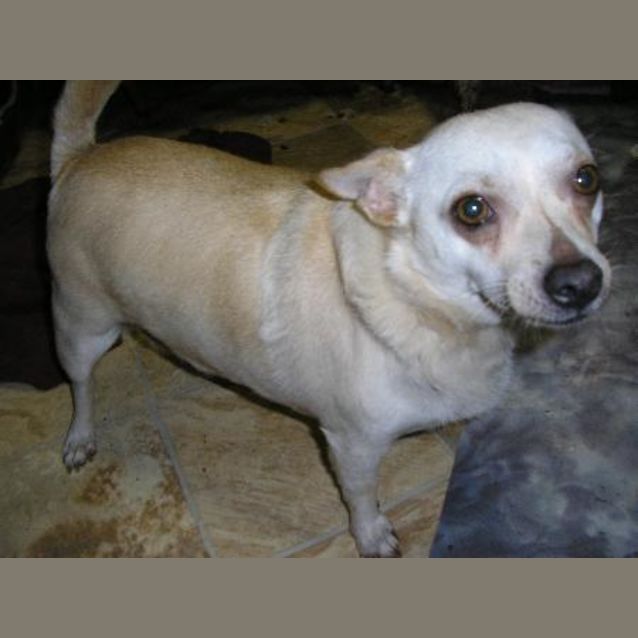 Photo of Chester