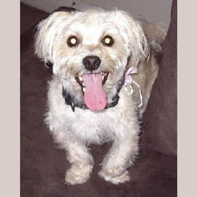 Photo of Dusty