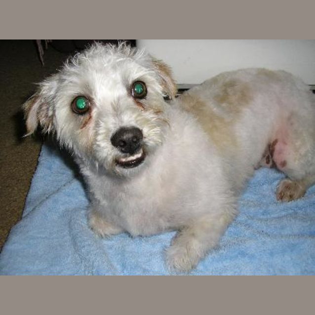 Photo of Daisy