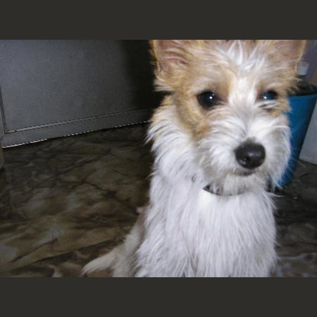 Photo of Patch