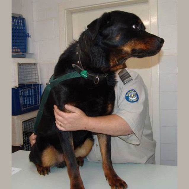 Photo of Beau