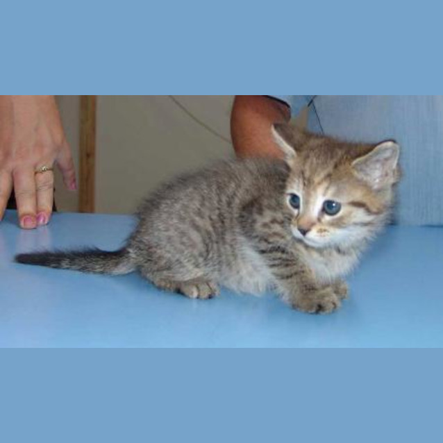 Photo of Winkie