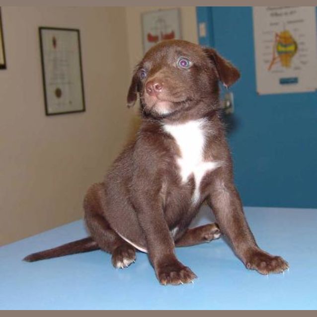 Photo of Jeckle