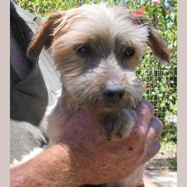 Photo of Harvey