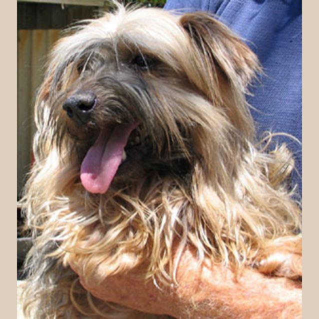 Photo of Harvey