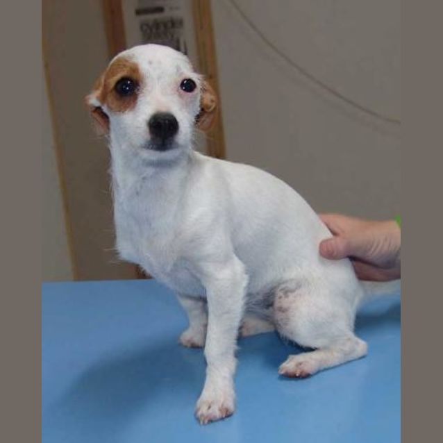 Photo of Poppy