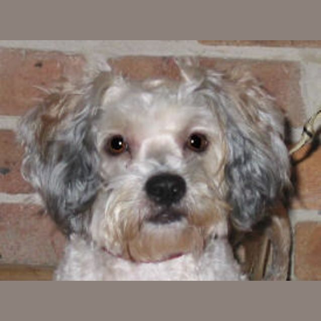 Photo of Cooper