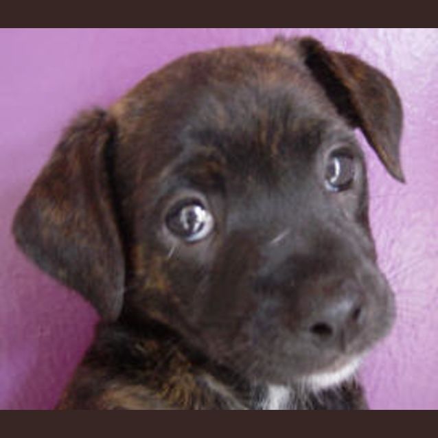 Photo of Winnie, Fuzzy, Patch And Boomba