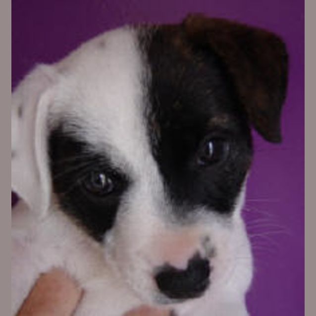 Photo of Winnie, Fuzzy, Patch And Boomba