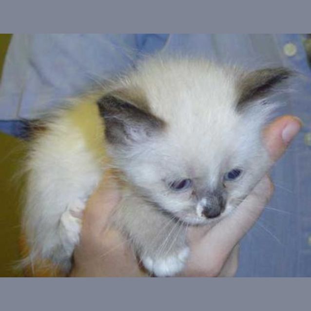Photo of Grey Eyes