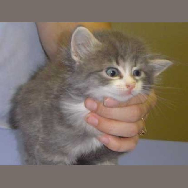 Photo of Grey Eyes