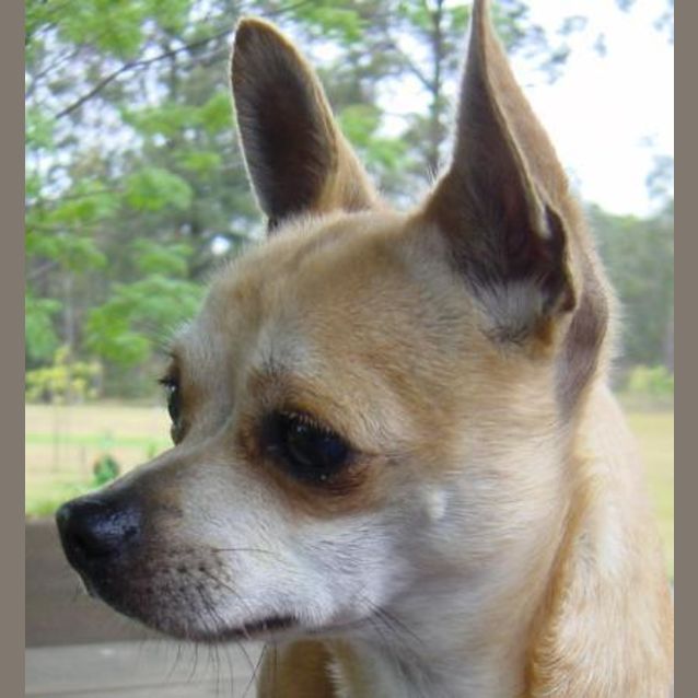 Photo of Taco