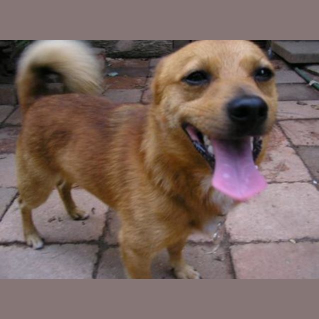 Photo of Rusty