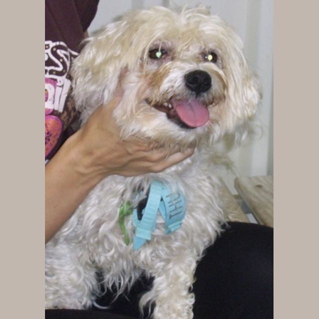 Photo of Samuel, Lovely Little Maltese Gentleman